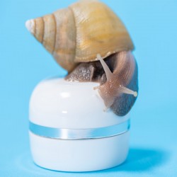 Set of 4 snail slime face creams