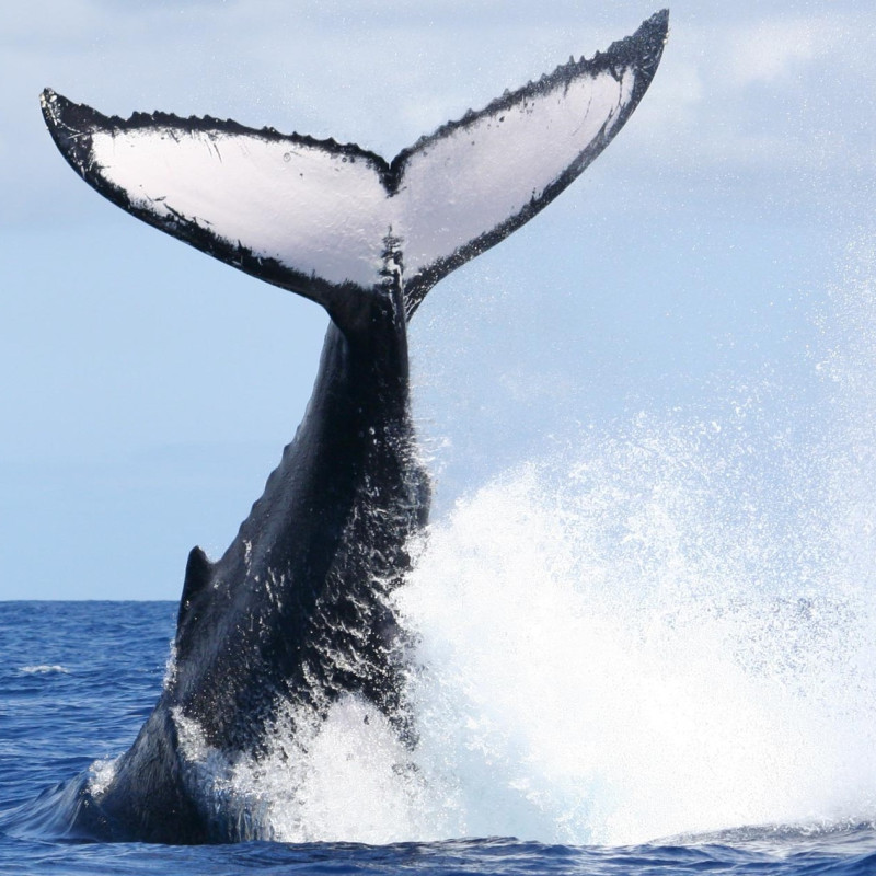 Excursion  à Moorea - observation des baleines à la voile