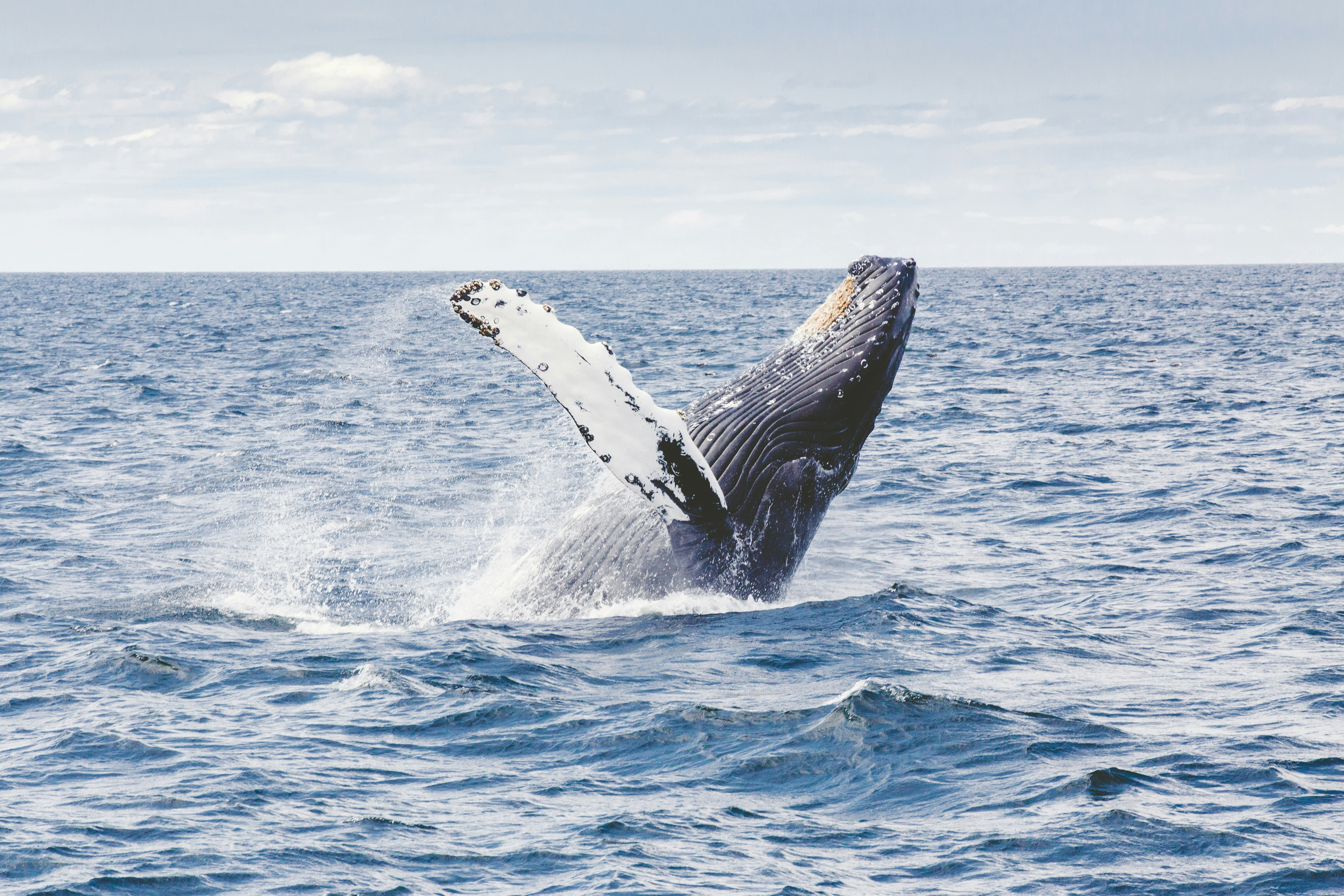 Tour du lagon et Observation des baleines