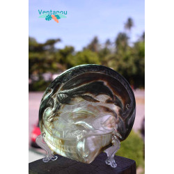 Carved Tahitian mother-of-pearl Whale | Polynesian Handicrafts Ventano