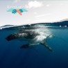 Marine fauna discovery activity - Swimming with the Whales | Ventanou