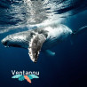 Marine fauna discovery activity - Swimming with the Whales | Ventanou