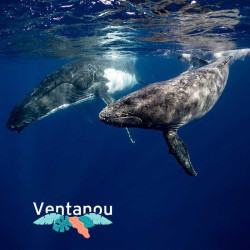 Activité découverte faune marine - Nager avec les Baleines | Ventanou