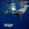 Marine fauna discovery activity - Swimming with the Whales | Ventanou