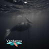 Marine fauna discovery activity - Swimming with the Whales | Ventanou