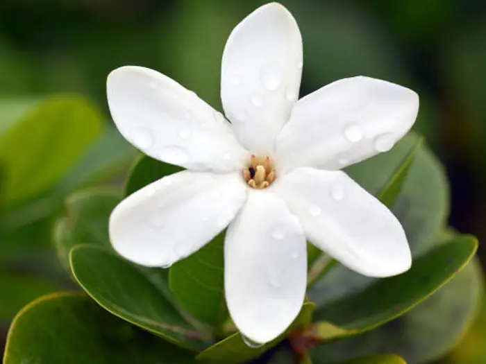 Tiare Flower: History, Meaning, and Polynesian Traditions 1 White tiare flower with water droplets on glossy green leaves